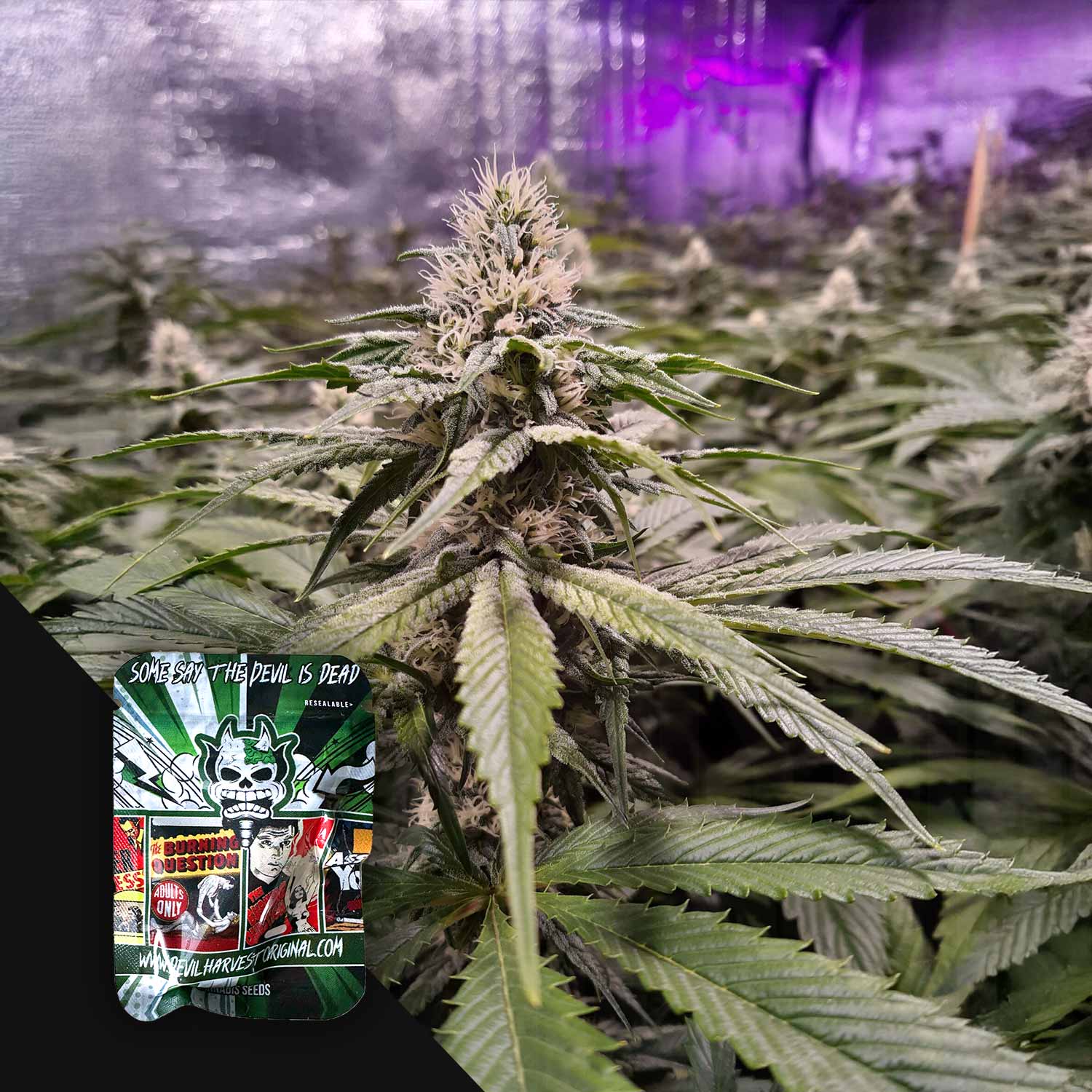 strawberry sour diesel seeds Devil's Harvest "Strawberry Sour Diesel"