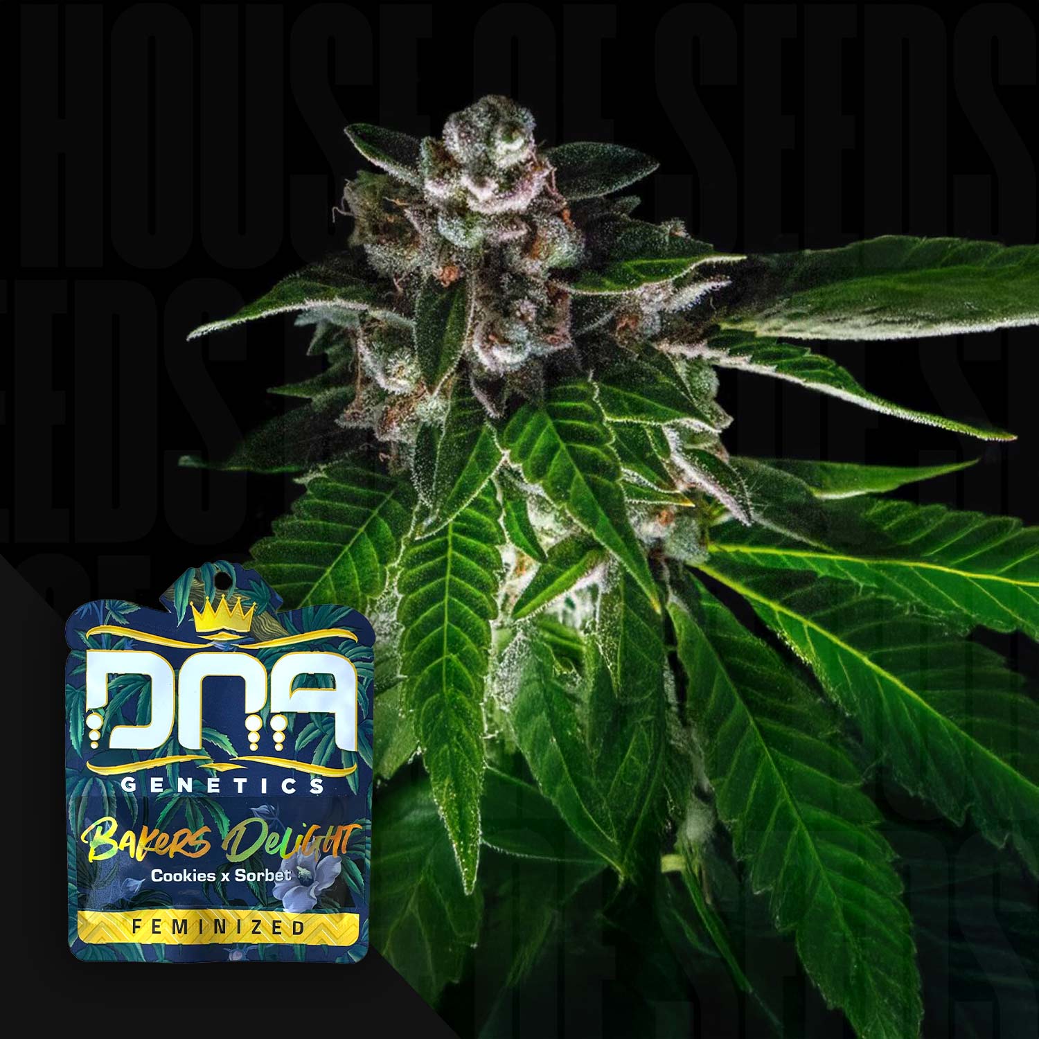 Blühende Cannabispflanze mit dichten Knospen, DNA Genetics Samenpaket „Bakers Delight“ in der Ecke vor dunklem Hintergrund