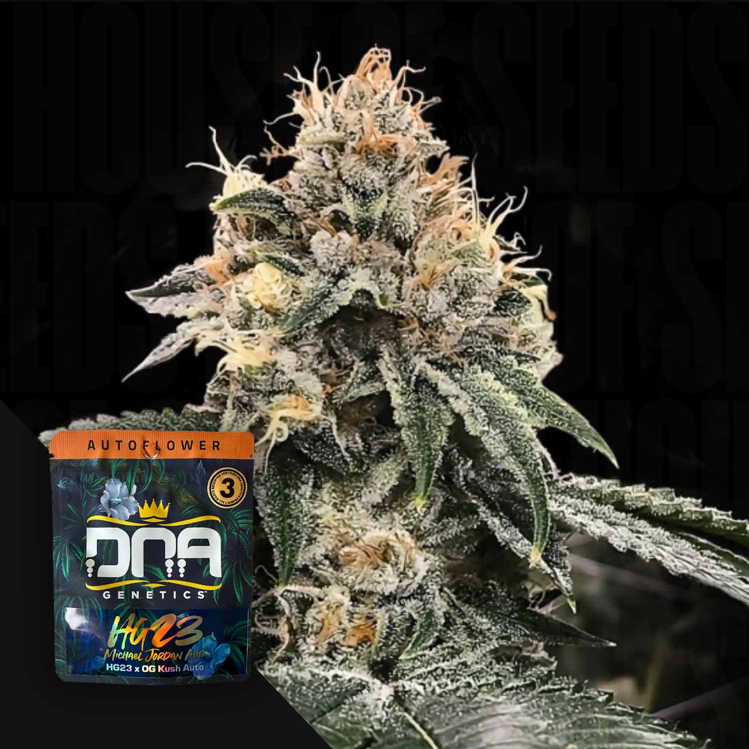 DNA Genetics 