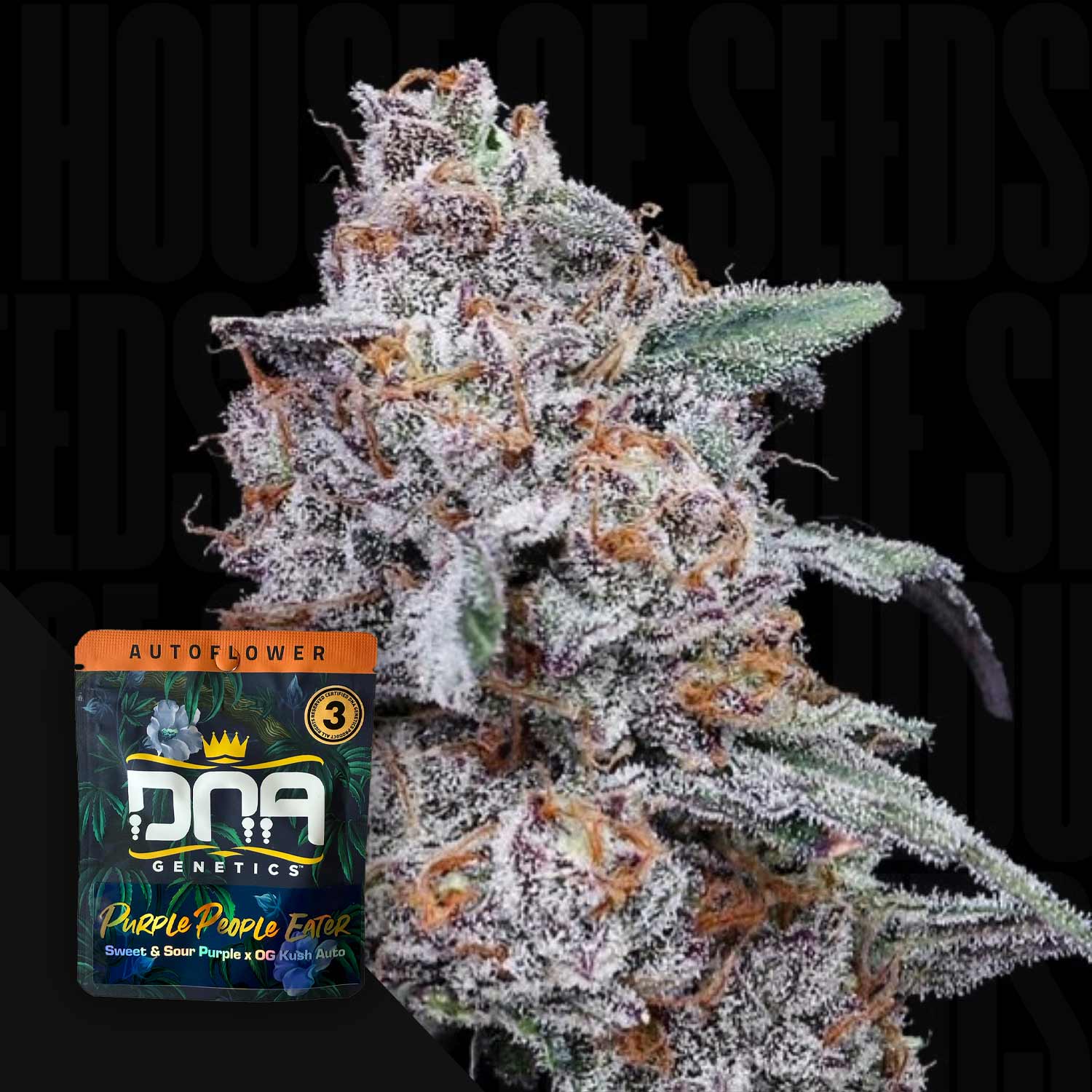 DNA Genetics 