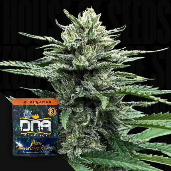 strawberry banana cannabis seeds DNA Genetics "AUTO Strawberry Banana"