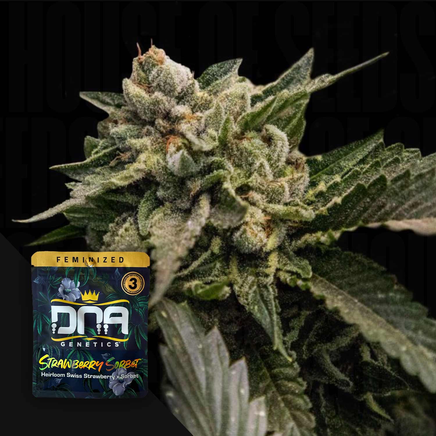 Frostige Cannabisknospe in Nahaufnahme mit einem DNA Genetics Strawberry Sorbet Samenpaket in der Ecke.