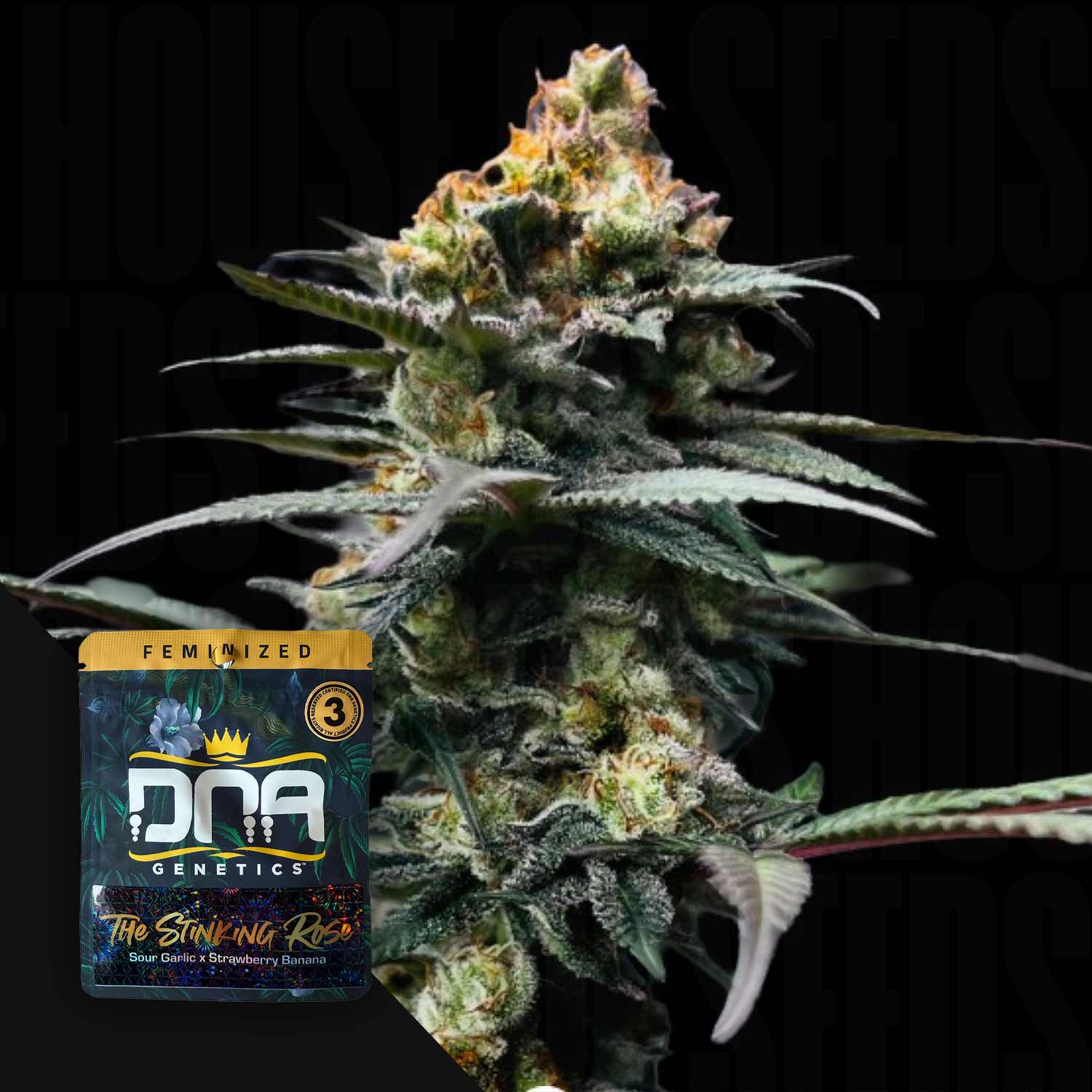 strawberry banana seeds for sale DNA Genetics "The Stinking Rose"