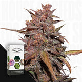 CBD Auto Blackberry Kush