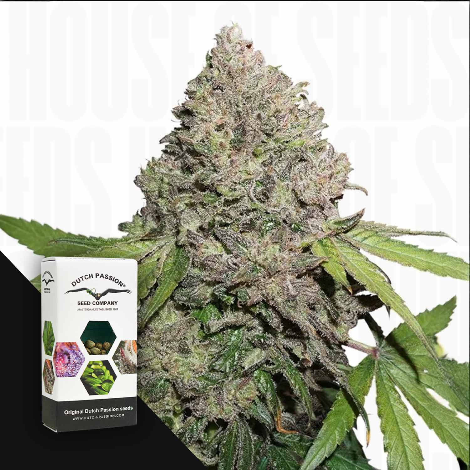 Nahaufnahme der frostigen Knospen von CBD Auto Charlotte's Angel neben der Samenverpackung von Dutch Passion.