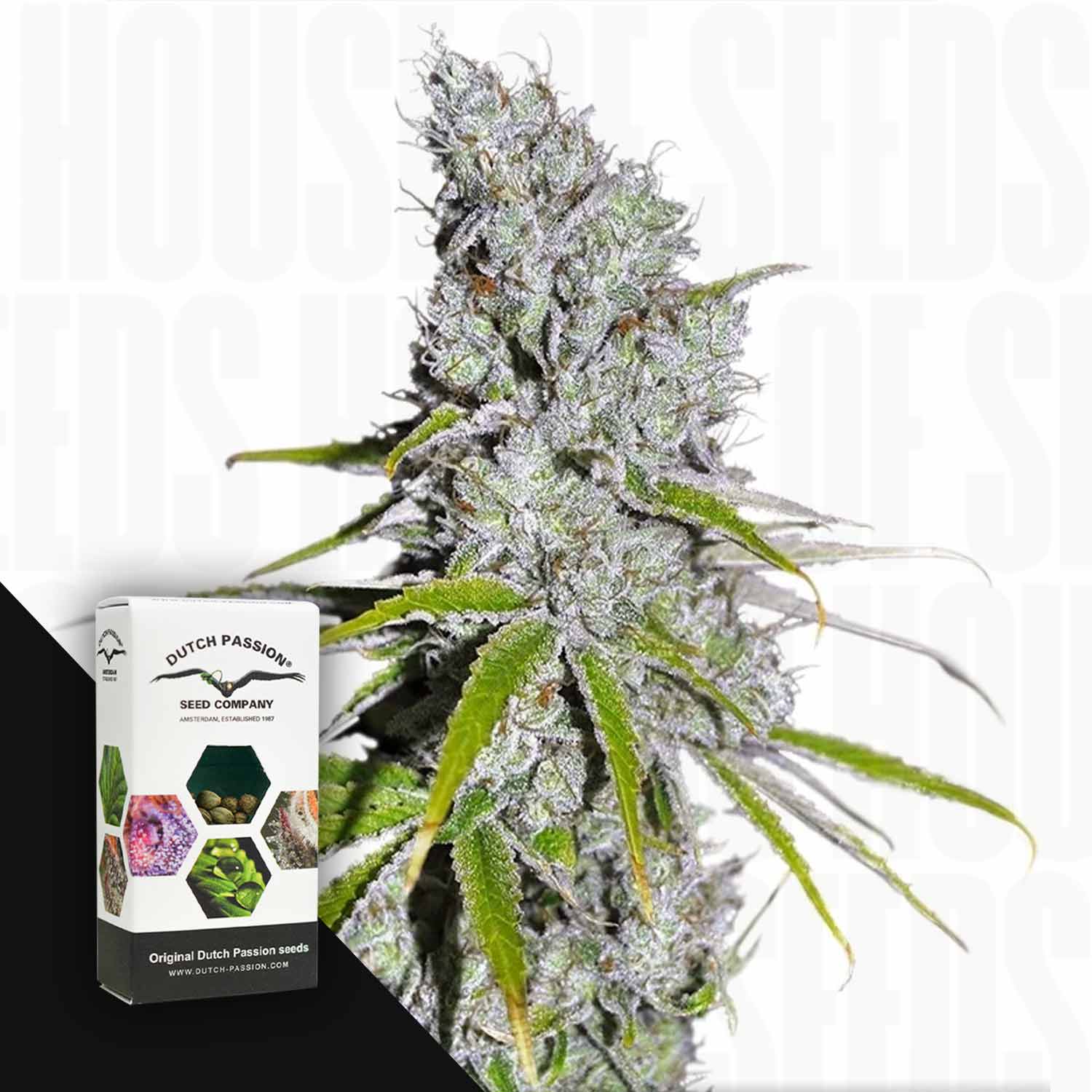Dutch Skunk Dutch Passion