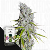 CBD Skunk Haze