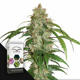 CBD Auto White Widow