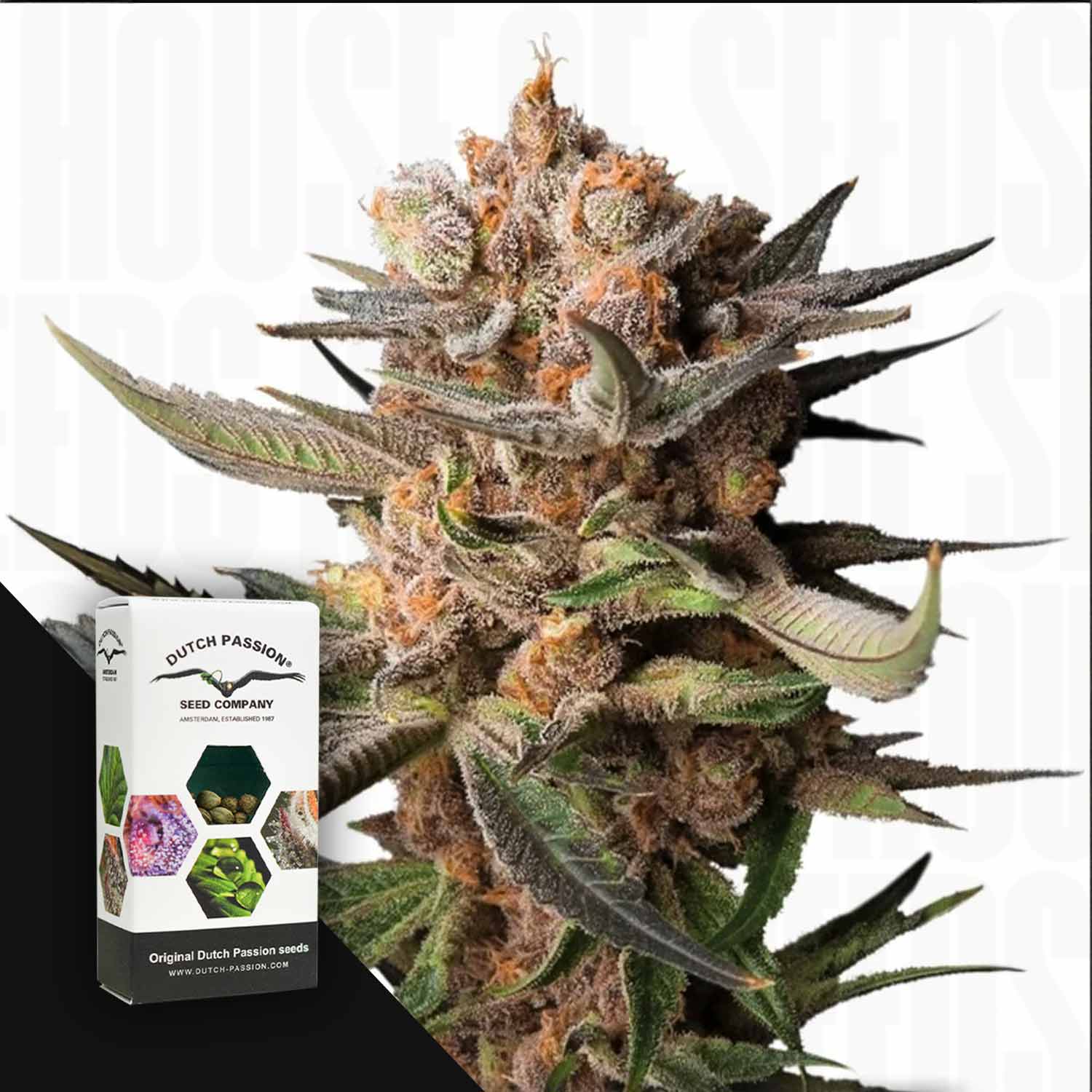 Auto Frozen Biscotti-Knospen von Dutch Passion in Nahaufnahme neben der gebrandeten Samenschachtel.