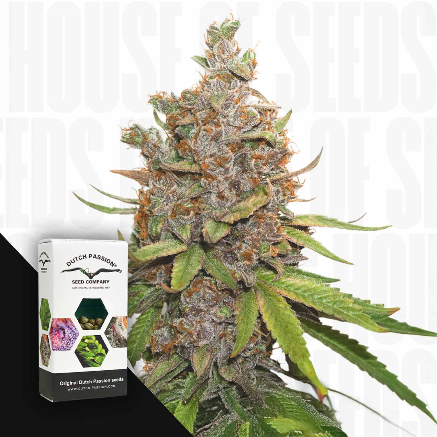 Nahaufnahme von Auto Glueberry O.G. Cannabisblüten neben einer Dutch Passion-Box.