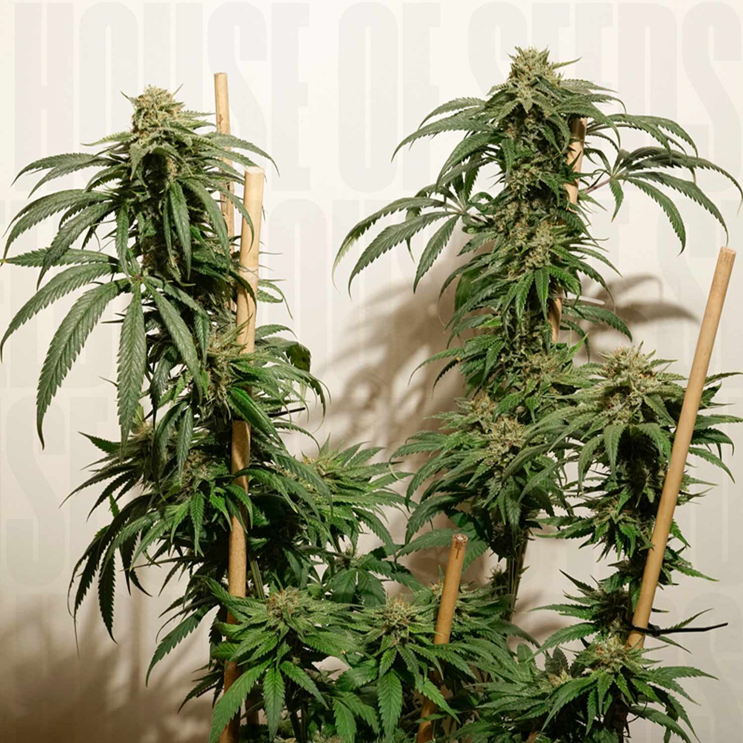 Dutch Passion Ice Cream Haze Pflanzen mit Stützpfählen, dichten Knospen und kristallbedeckten Blättern