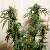 Dutch Passion Ice Cream Haze Pflanzen mit Stützpfählen, dichten Knospen und kristallbedeckten Blättern