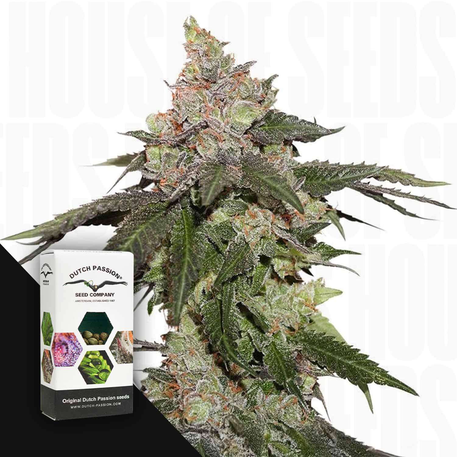 Nahaufnahme von Kerosene Krash frostigen Knospen neben einem Dutch Passion Samenpaket.