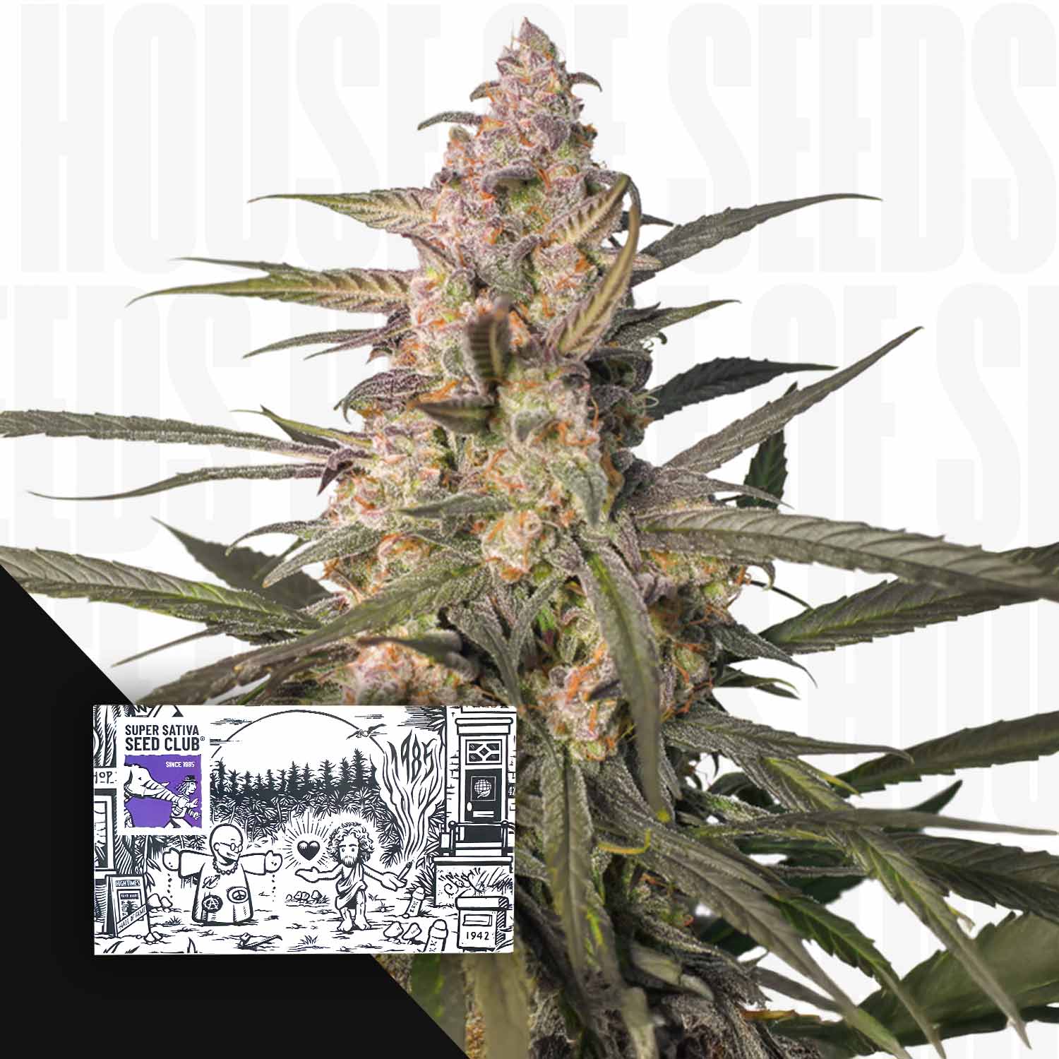 Nahaufnahme der Knospen der Auto Northern Dragon Fuel von Super Sativa Seed Club, neben einer Abbildung der Samenpackung.