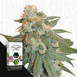 Auto Orange Bud
