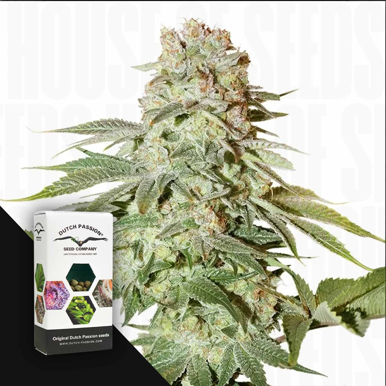 Nahaufnahme von frostigen Auto Power Plant-Knospen neben einer Dutch Passion-Samenpackung.