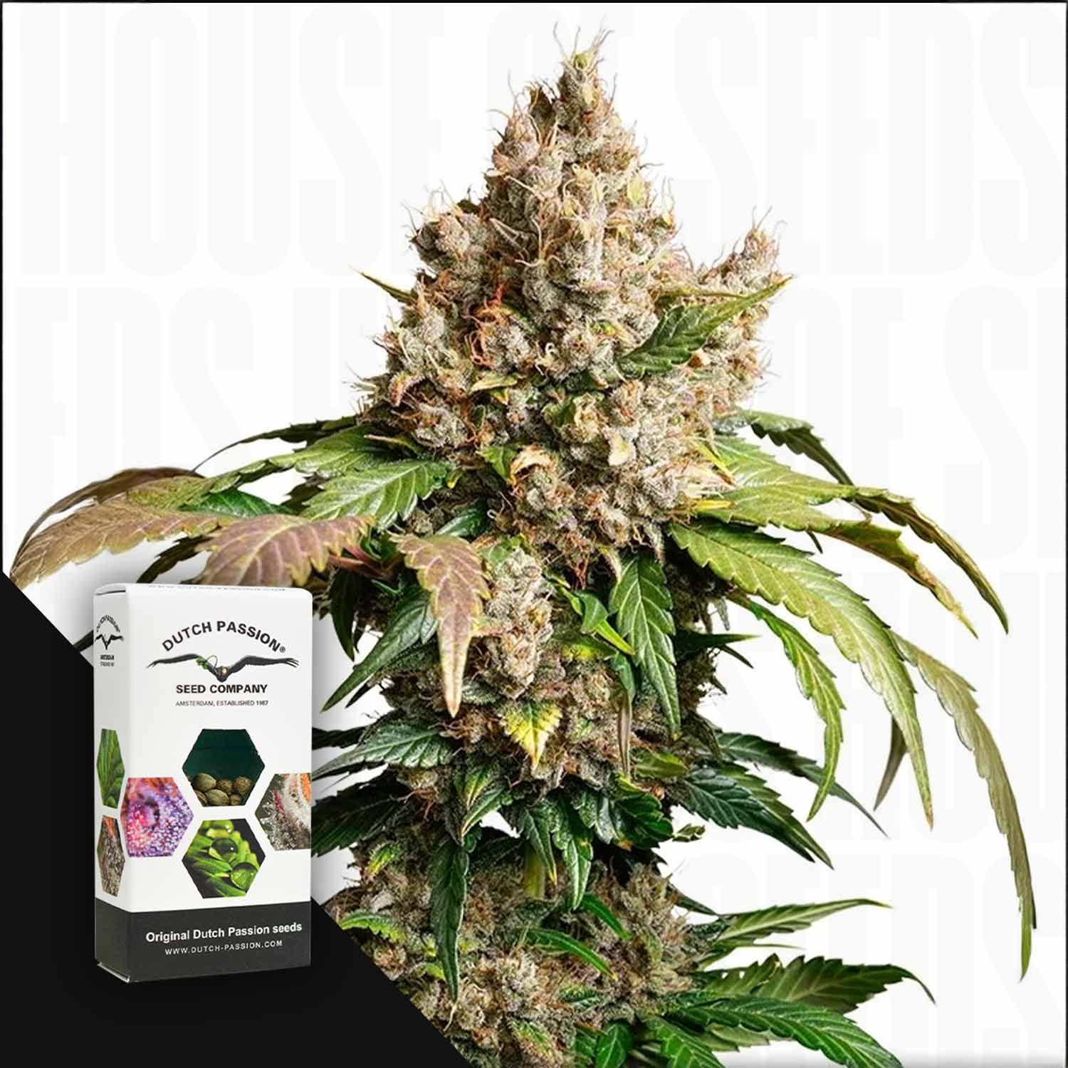 Eine reife Auto Red Tropicana Cookies Pflanze mit dichten Knospen neben einer Dutch Passion Box.