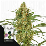 SnowBud
