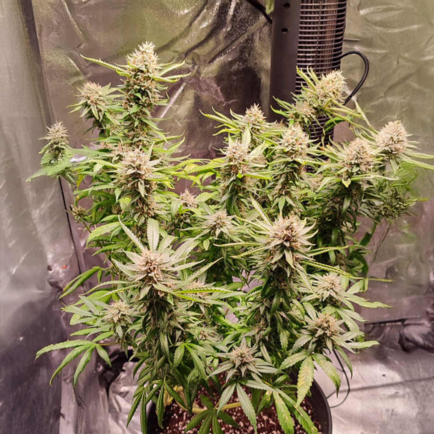Dutch Skunk Dutch Passion