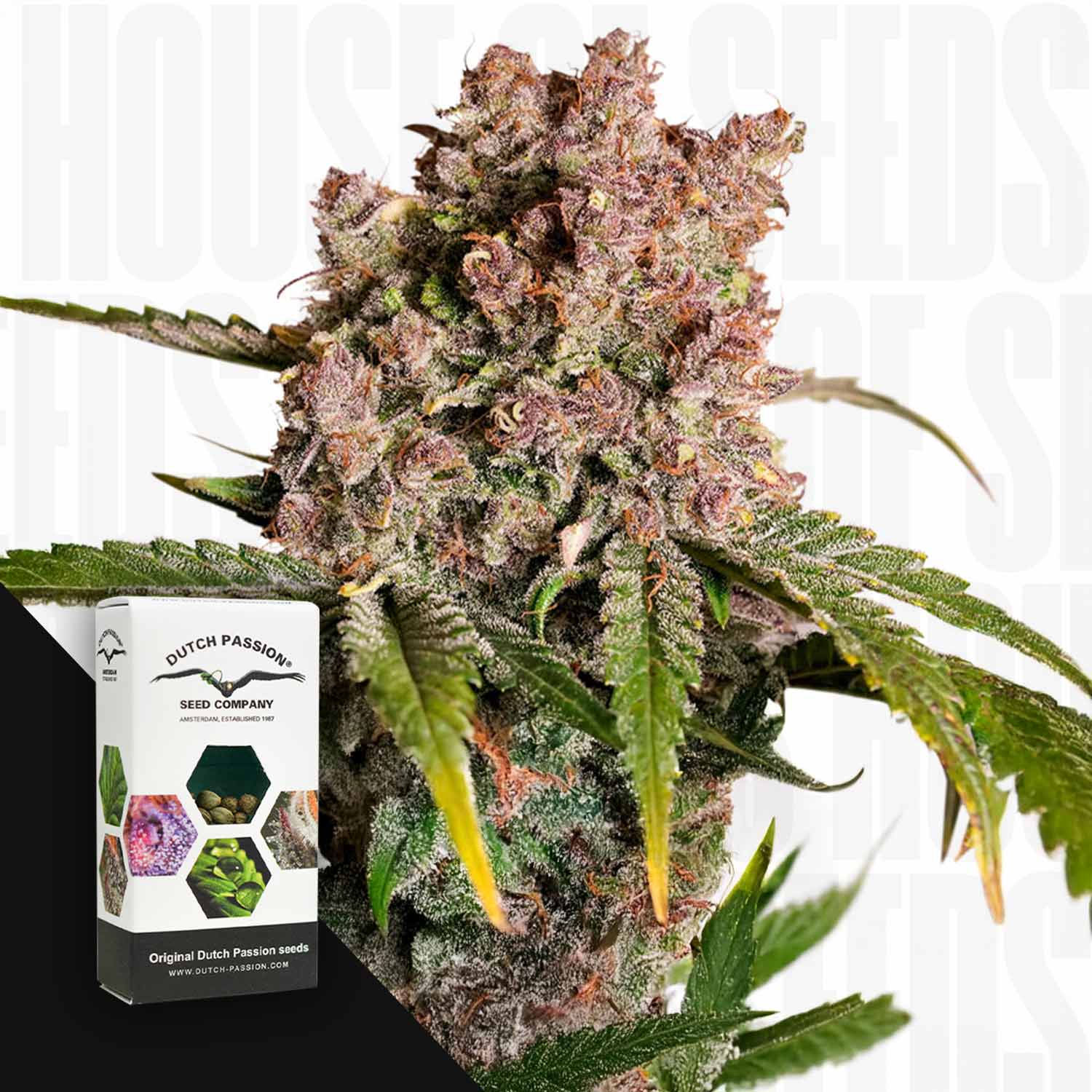 original strawberry cough seeds Order Dutch Passion 