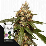 Auto THC-Victory