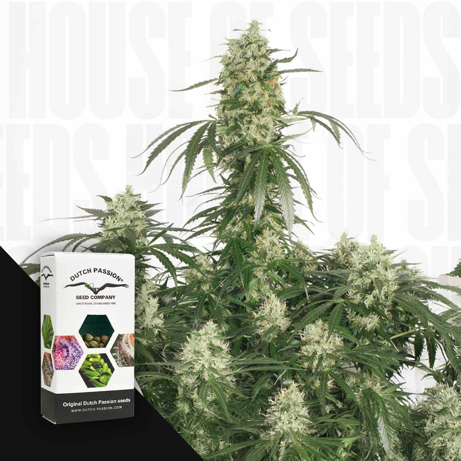 Eine Cannabispflanze mit dichten Knospen neben einer Dutch Passion "The Ultimate" Samenbox.