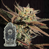 Amnesia #7