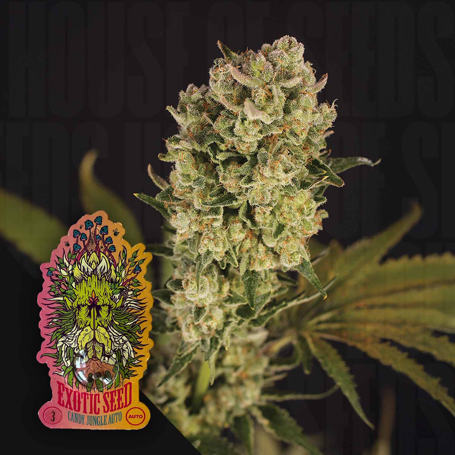 Eine Nahaufnahme einer dichten Candy Jungle Auto Cannabis Knospe von Exotic Seeds, bedeckt mit weißen Kristallen mit tropischen Fruchtaromen, grünen Blättern im Hintergrund und einem lebendigen Exotic Seeds Dschungel Gesicht Logo in der unteren linken Ecke.
