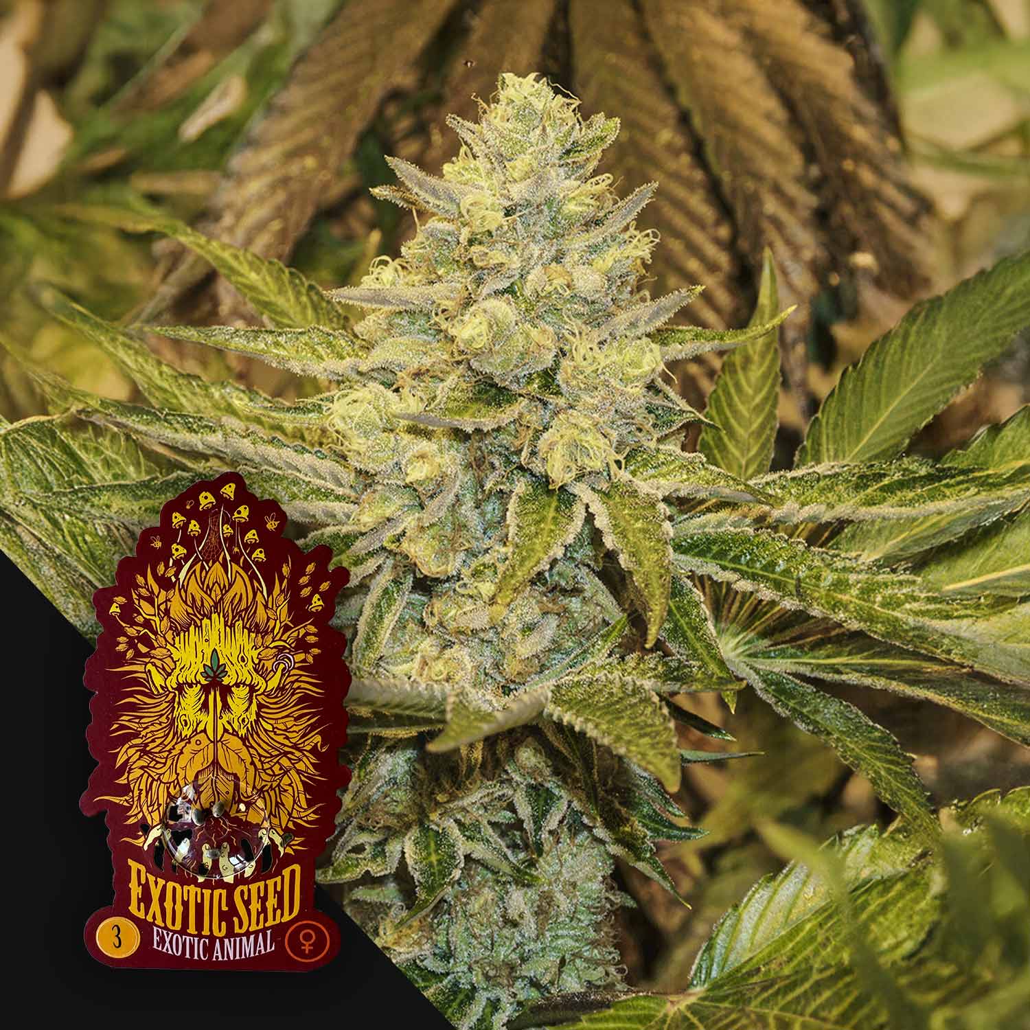 exotic house plant seeds Order Exotic Animal cannabis seeds from Exotic Seeds – House of Seeds