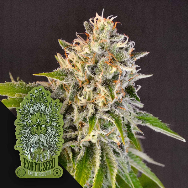 Order Exotic Biscotti cannabis seeds from Exotic Seeds – House of Seeds