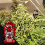 Exotic Pure CBG