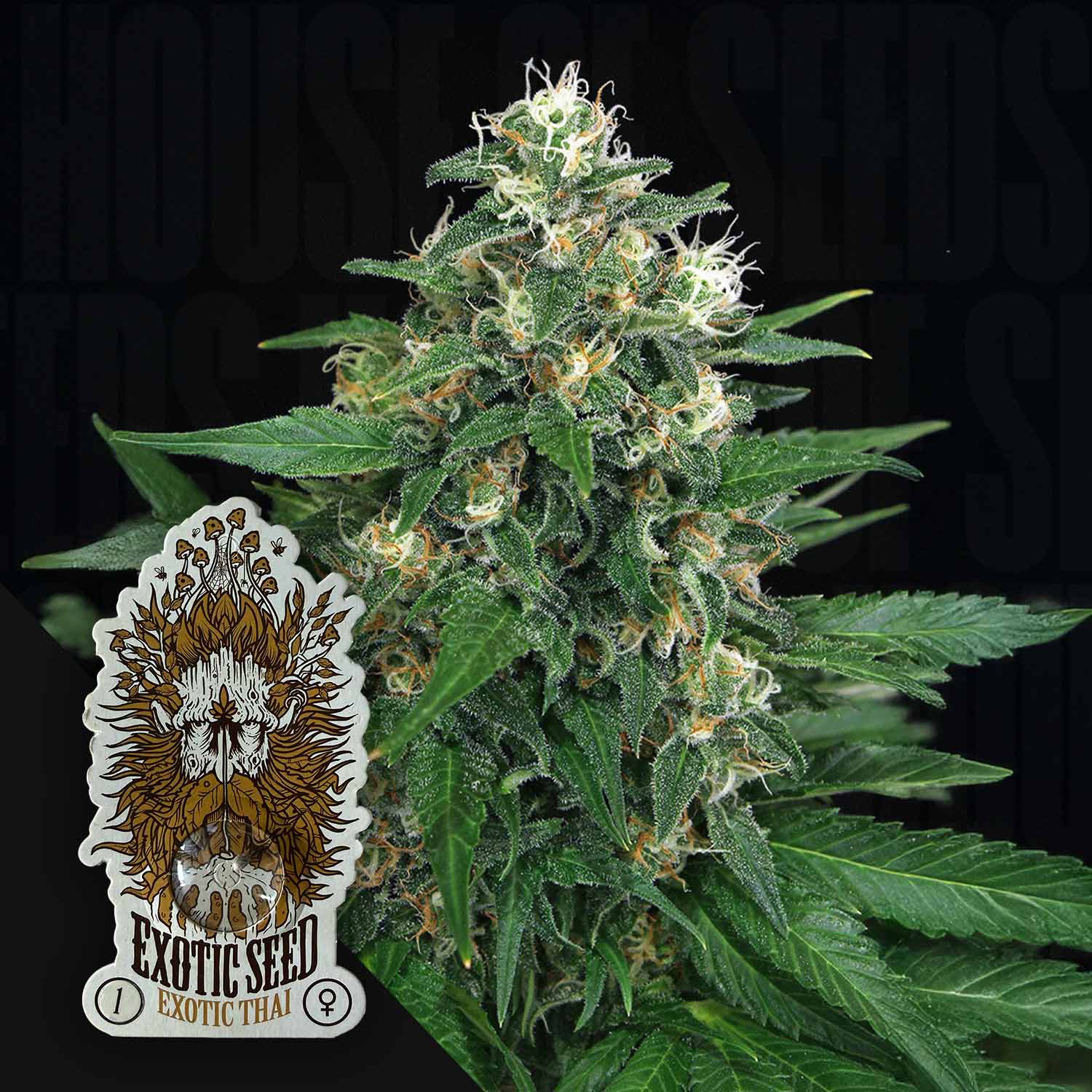 exotic house plant seeds Buy Exotic Thai cannabis seeds from Exotic Seeds – House of Seeds