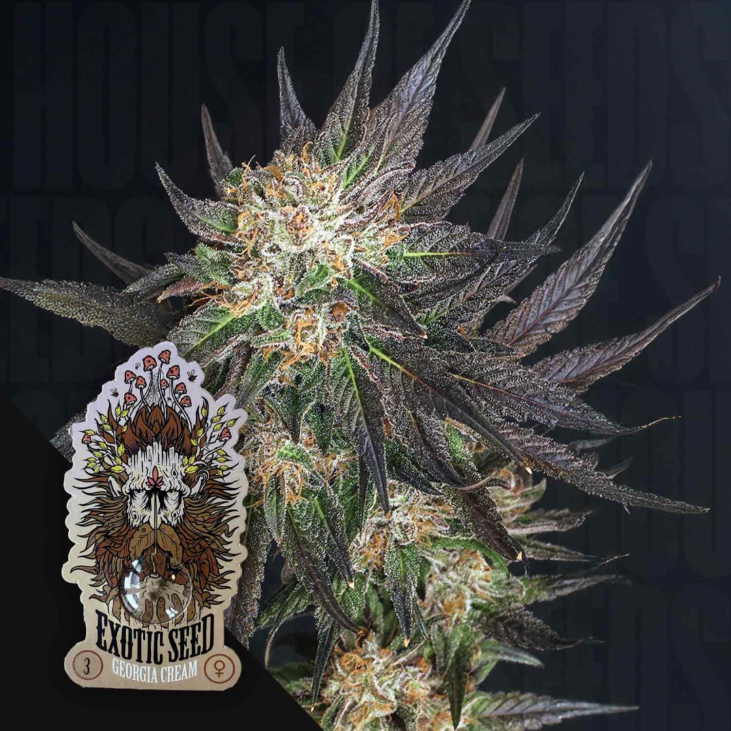 Nahaufnahme einer Cannabispflanze mit lila und grünen Blättern, die mit weißen Kristallen bedeckt sind. Ein Aufkleber zeigt Exotic Seeds Georgia Cream, mit einem illustrierten Gesicht und Blumen. Wirkung: entspannend, beruhigend.