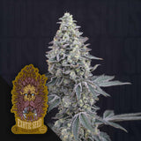 Georgia Cream Auto