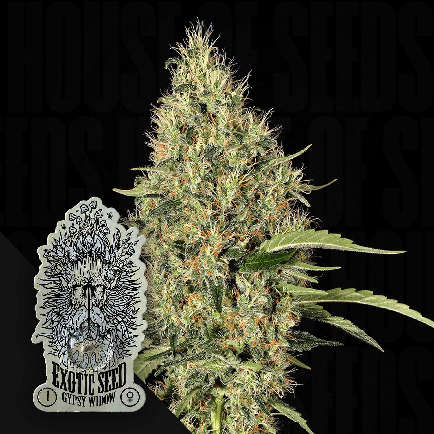 gypsy plant seeds Order Gipsy Widow cannabis seeds from Exotic Seeds – House of Seeds