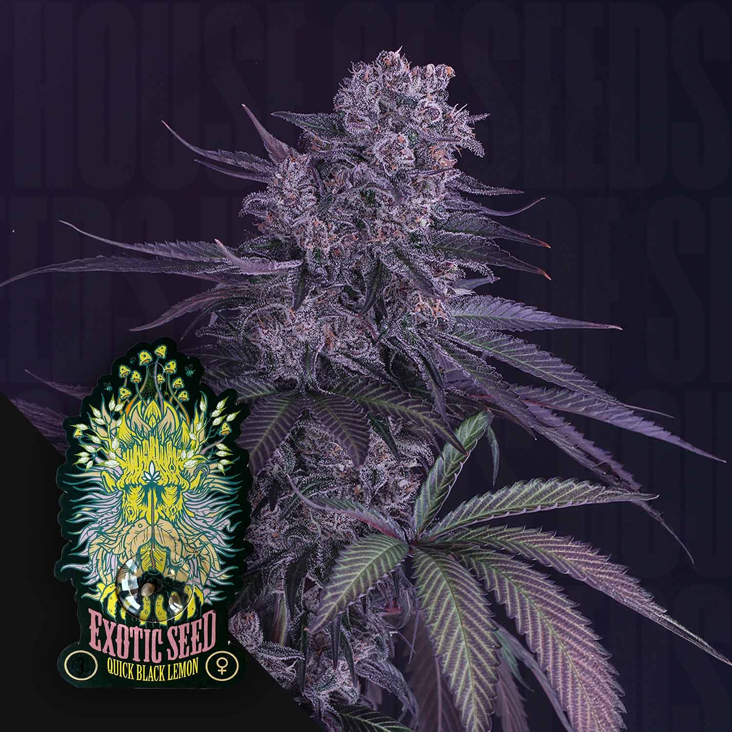 Die Nahaufnahme einer dichten, frostigen Quick Black Lemon Cannabis-Knospe zeigt lila Farbtöne und grüne Blätter. Das Logo von Exotic Seeds mit einem stilisierten Löwen in der Ecke deutet auf das euphorische Zitronenaroma hin.