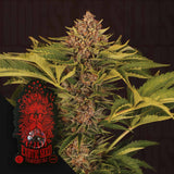 Strawberry Cola Auto