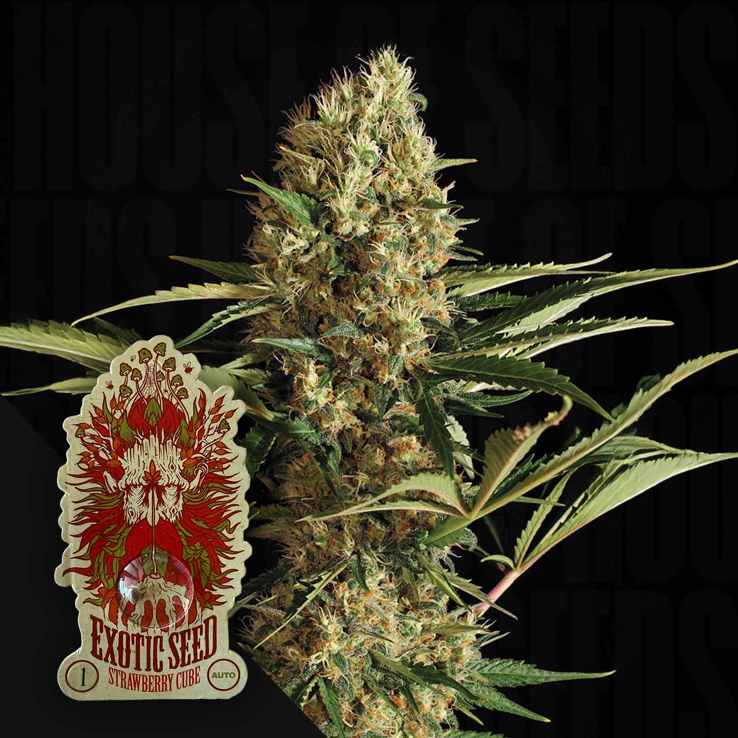 strawberry auto seeds Buy Strawberry Cube Auto cannabis seeds from Exotic Seeds – House of Seeds