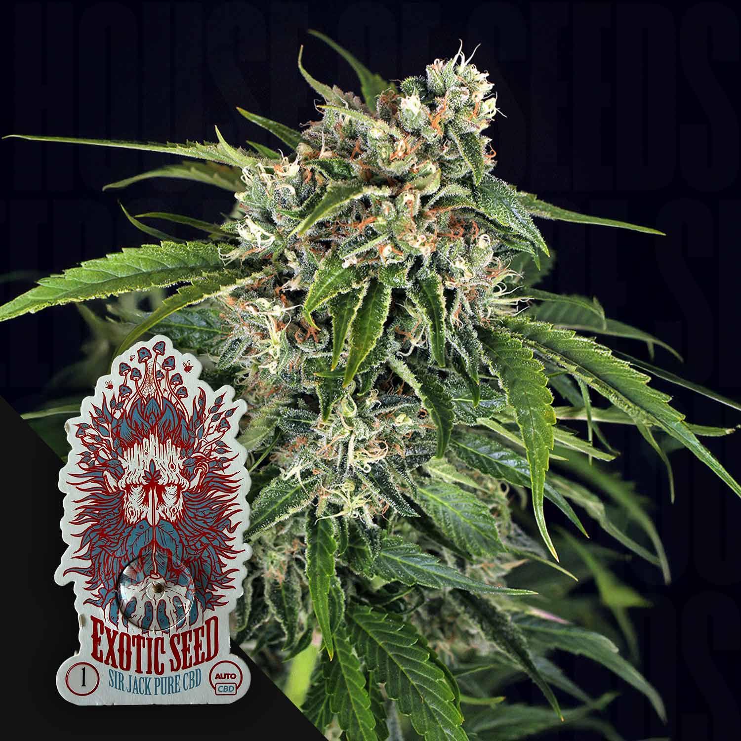 Buy Sir Jack Auto Pure CBD cannabis seeds from Exotic Seeds – House of Seeds