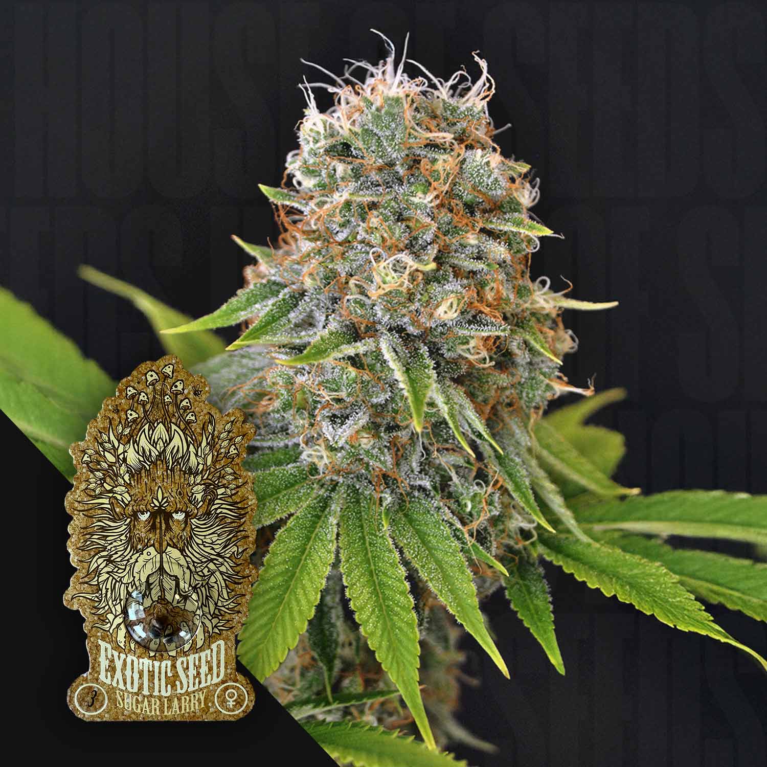 Nahaufnahme einer reifen Sugar Larry-Cannabisknospe von Exotic Seeds, die mit weißen Trichomen und orangefarbenen Haaren bedeckt ist und hinter der sich grüne Blätter befinden. In der linken unteren Ecke sind das Sugar Larry-Logo von Exotic Seeds und ein illustriertes Löwengesicht zu sehen.