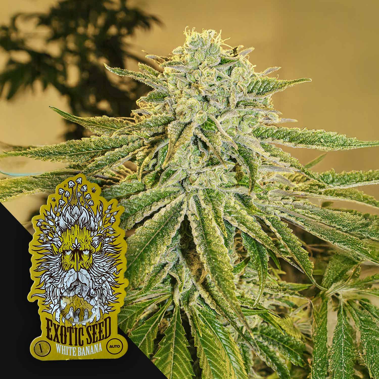 exotic auto flower seeds Buy White Banana Auto cannabis seeds from Exotic Seeds – House of Seeds