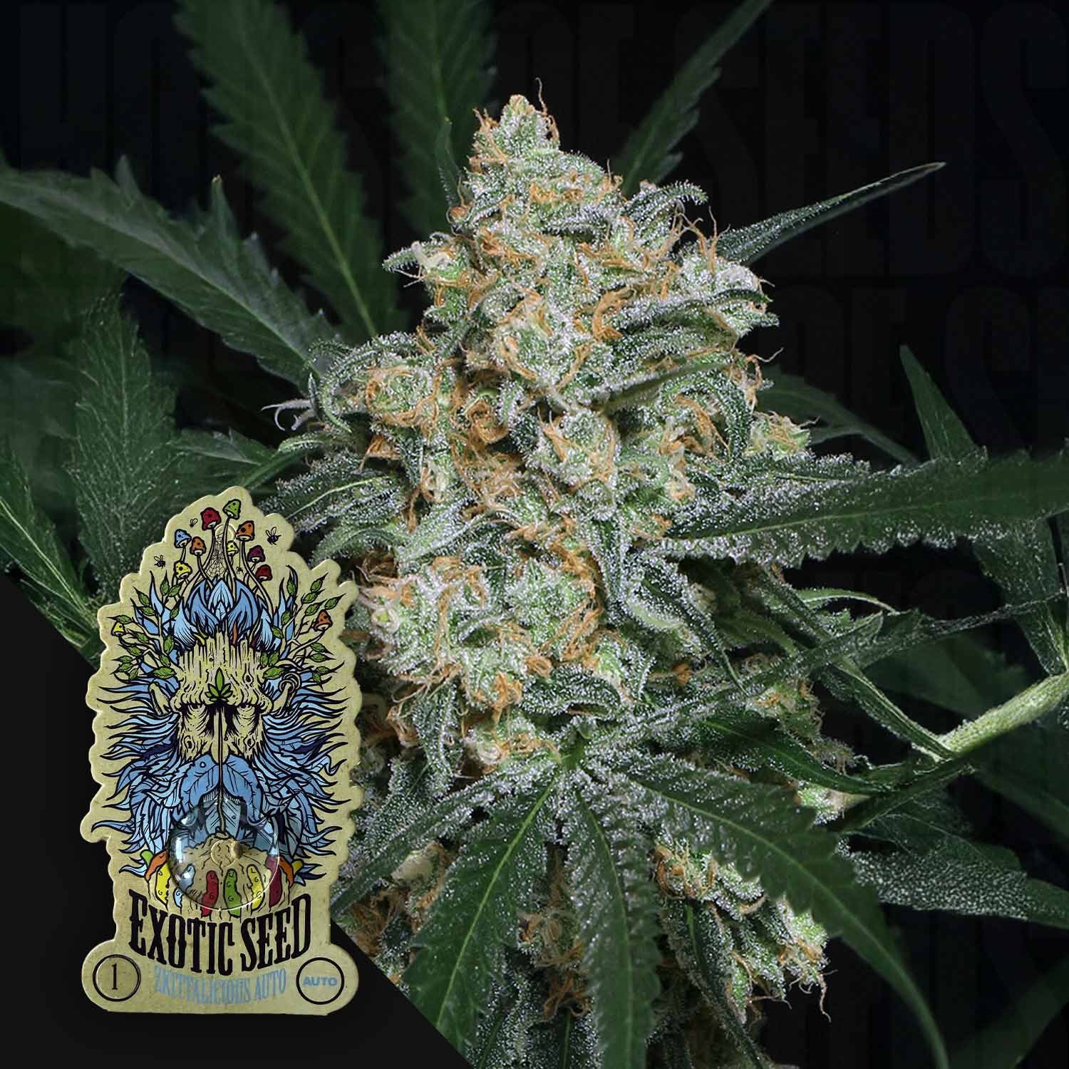 exotic auto flower seeds Buy Zkittalicious Auto cannabis seeds from Exotic Seeds – House of Seeds