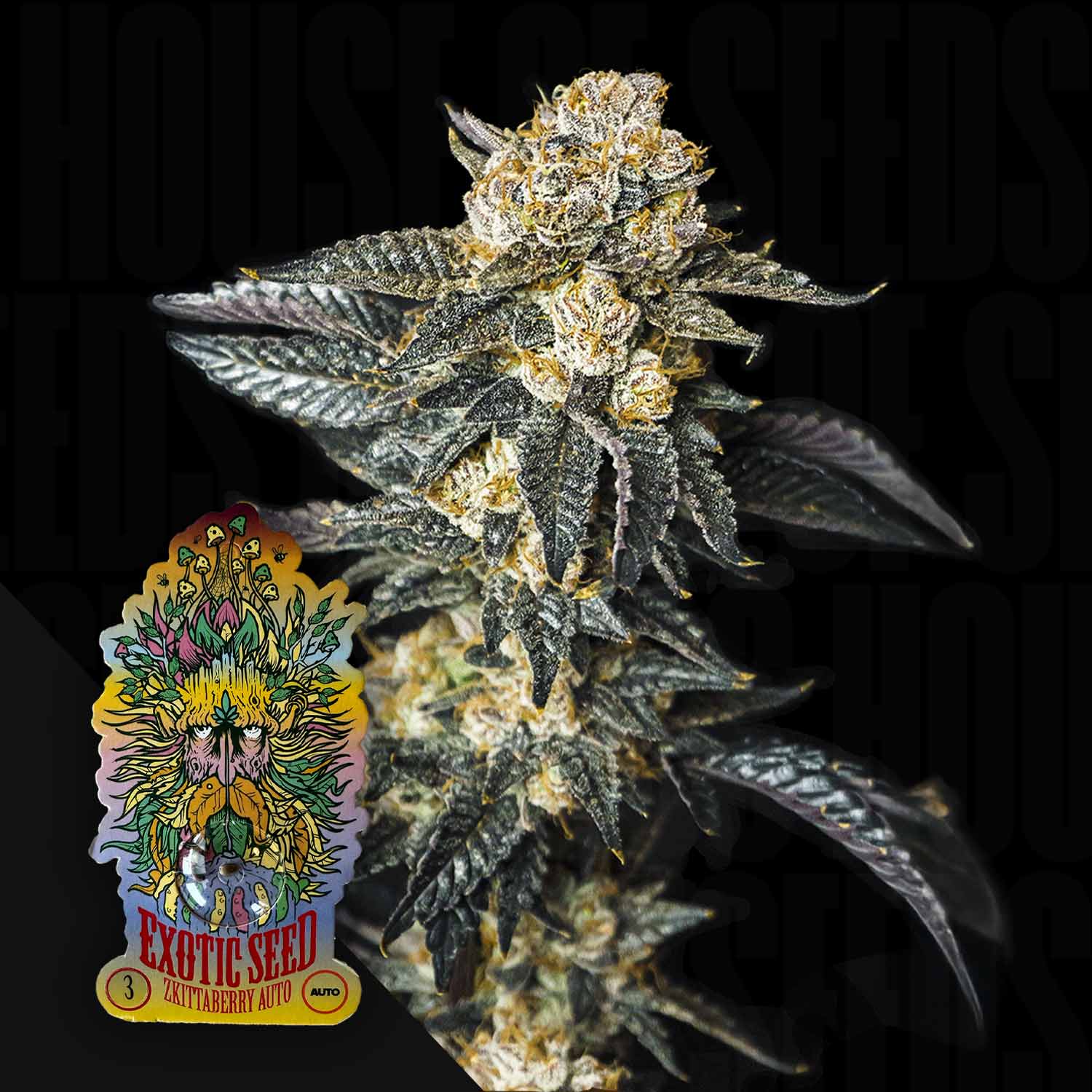 Eine Nahaufnahme einer frostigen Cannabis-Pflanze mit dunkelgrünen Blättern und dichten, fruchtigen Buds, mit dem Exotic Seeds Zkittaberry Auto-Logo in der unteren linken Ecke.