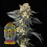 Zkittaberry Auto