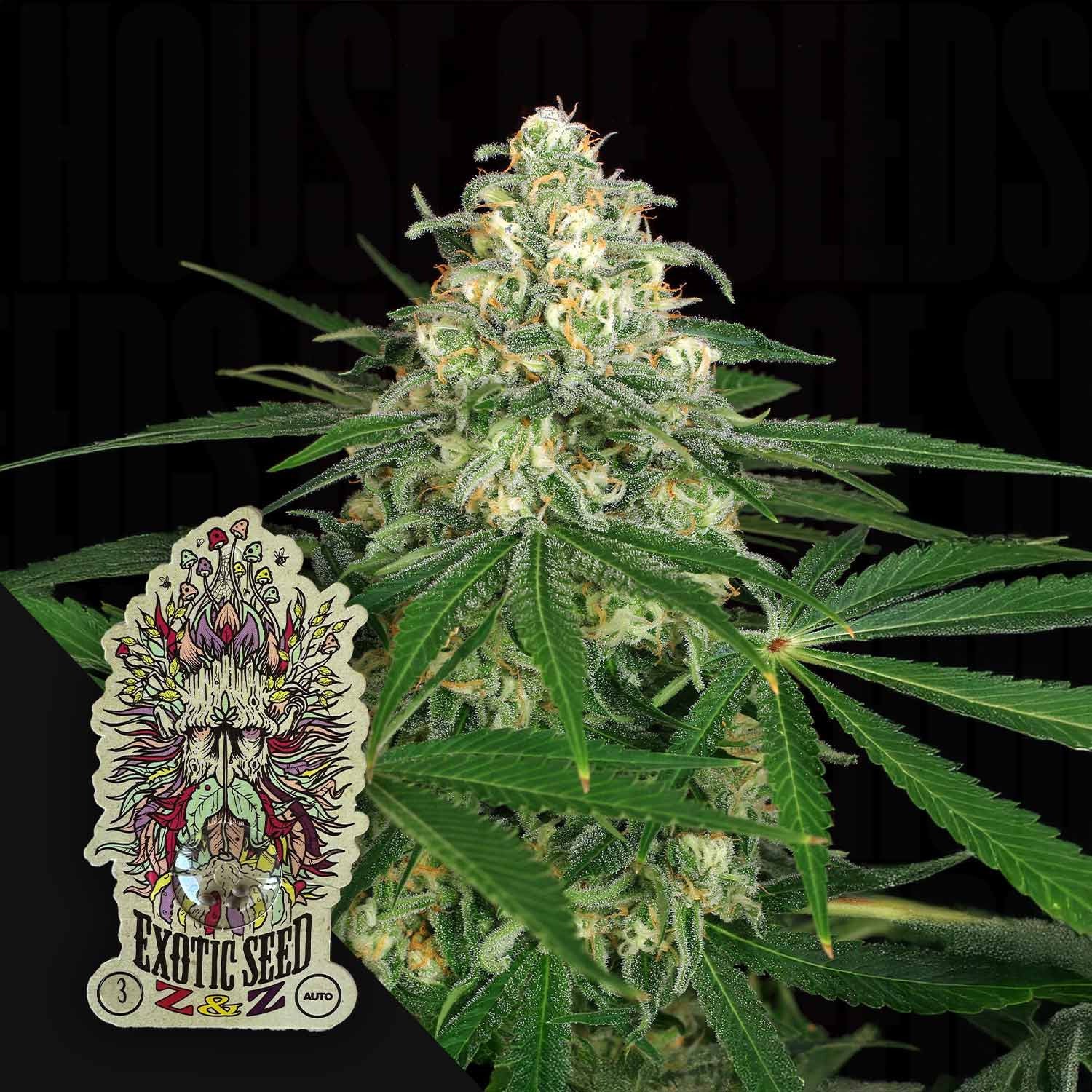 Buy Z&Z Auto cannabis seeds from Exotic Seeds – House of Seeds