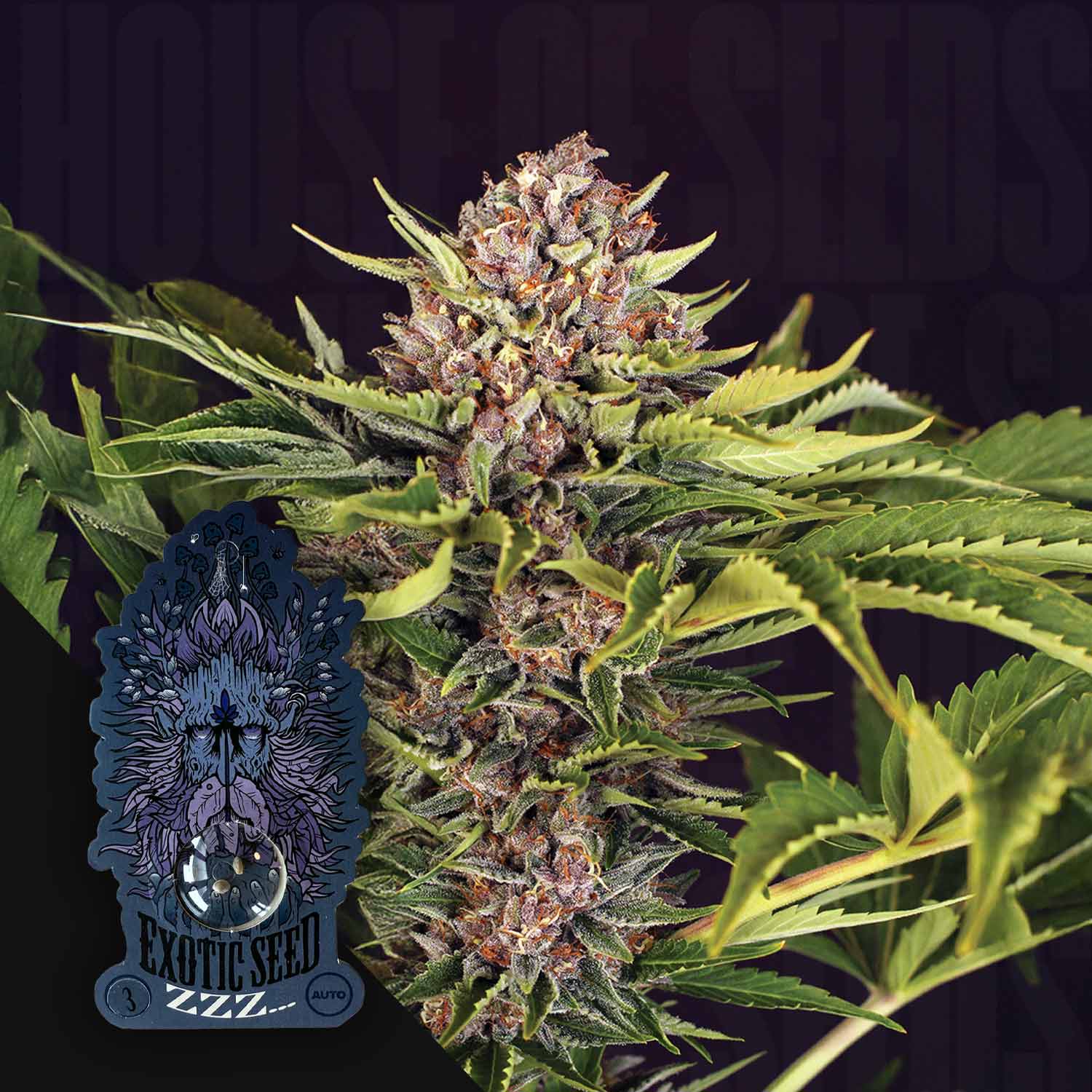 Eine Nahaufnahme einer reifen Cannabispflanze mit dichten, bunten Knospen und grünen, gezackten Blättern. Im Vordergrund ist ein Aufkleber mit einem stilisierten Löwen und dem Text Exotic Seeds ZZZ für eine entspannende Stimmung.