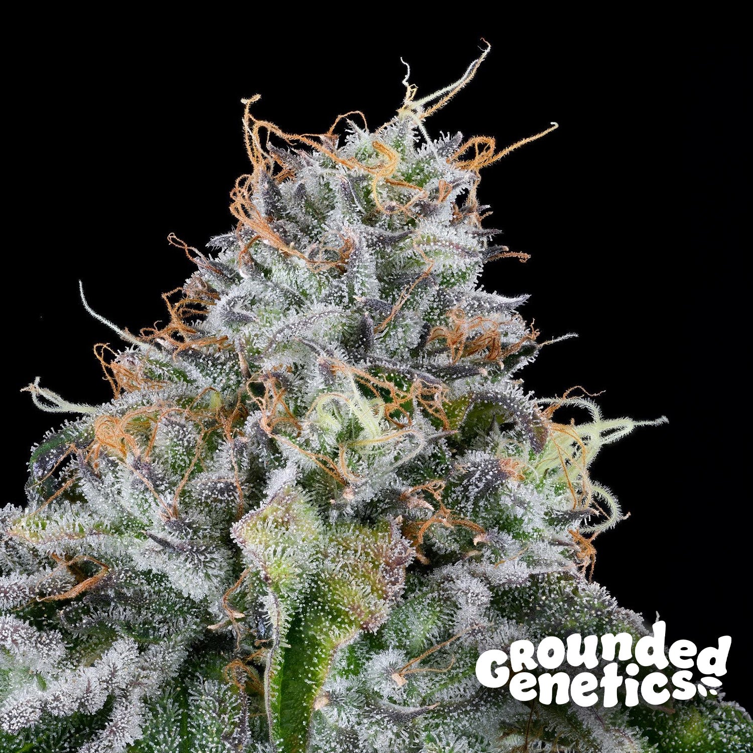 Blütenbild von Easy Money - Grounded Genetics - Cannabissamen