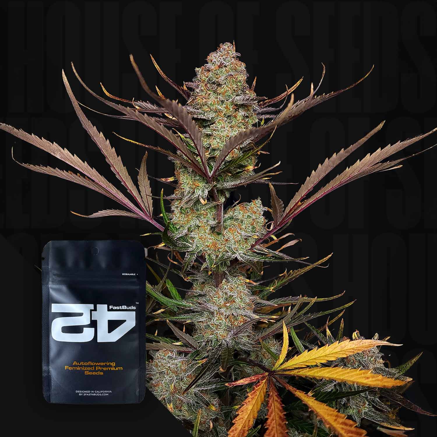 auto flower seeds from california 420 Fast Buds "Apricot Auto"