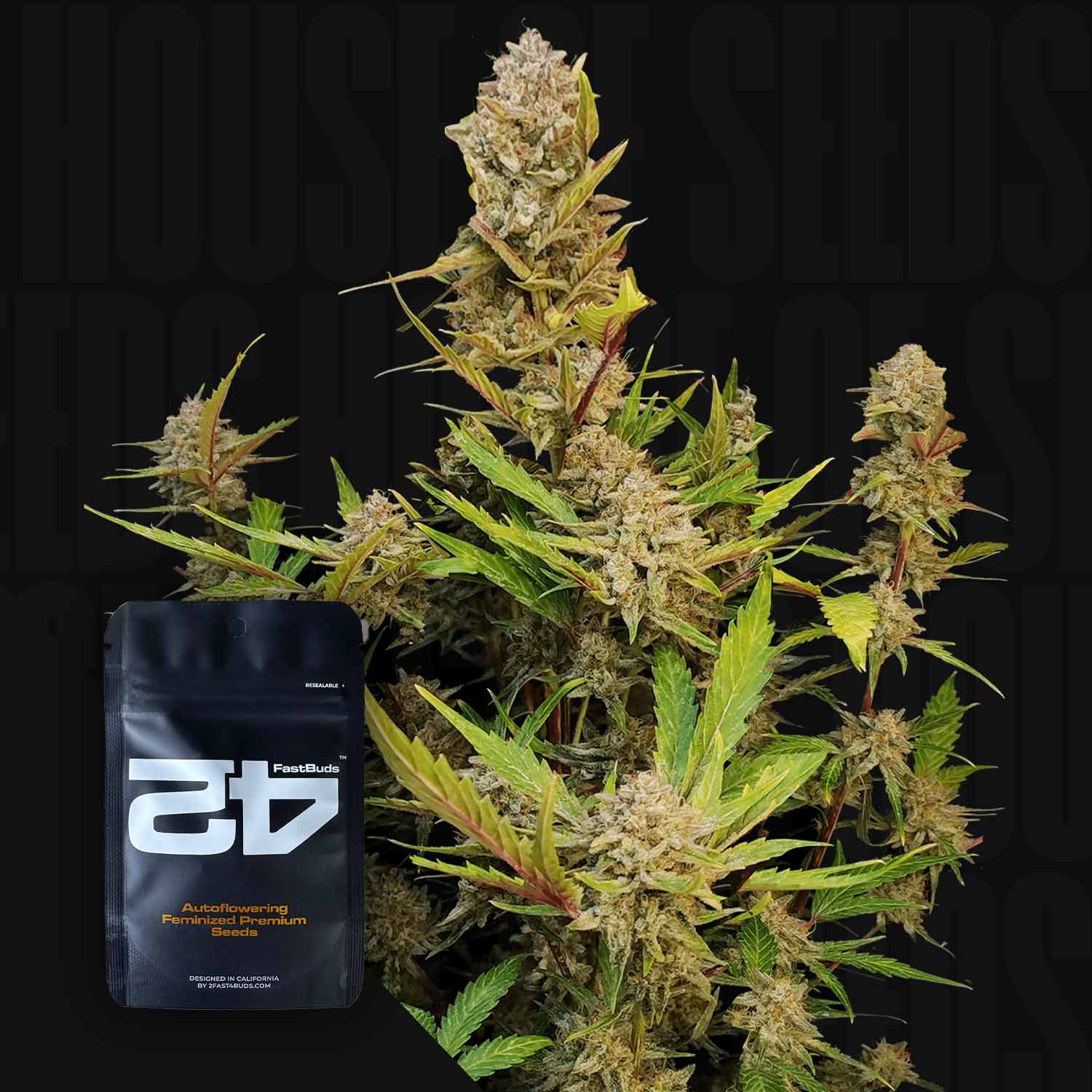 Eine reife Cannabispflanze mit dichten, harzigen Knospen und grünen Blättern. Im Vordergrund sticht eine schwarze Verpackung mit der Aufschrift "420 Fast Buds Apple Strudel Auto" hervor. Erwarten Sie fruchtige Apfel-Noten und eine körperlich-beruhigende Wirkung.