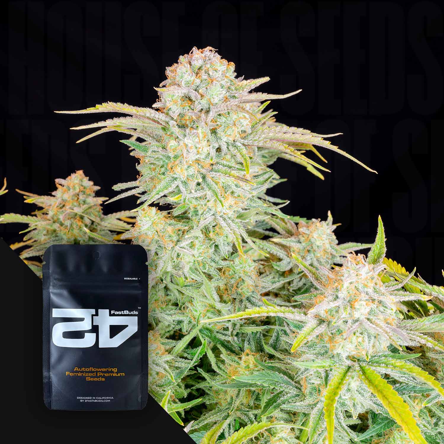 Eine Nahaufnahme einer blühenden Bruce Banner Auto Cannabis-Pflanze mit frostigen Trichomen und orangefarbenen Haaren, neben einem schwarzen 420 Fast Buds Samenpaket mit der Aufschrift Autoflowering Feminized Cannabis Seeds auf der linken Seite.